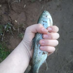 Meet your Posher, Isaac